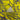 Camisa Real Madrid 25/26 Special Edition - Amarelo